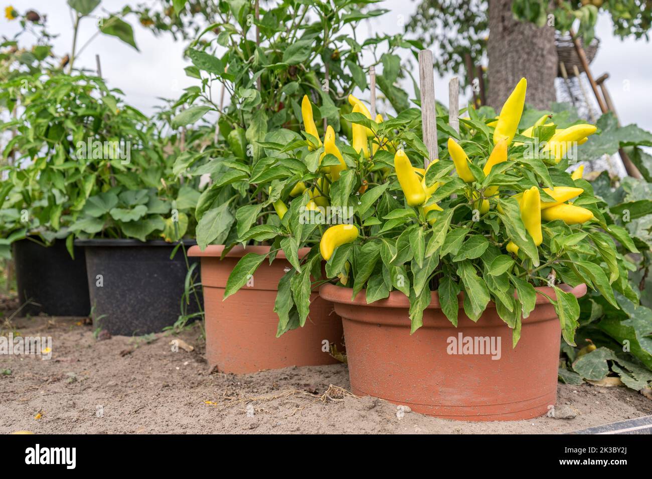 Plant with yellow peppers in a pot Stock Photo