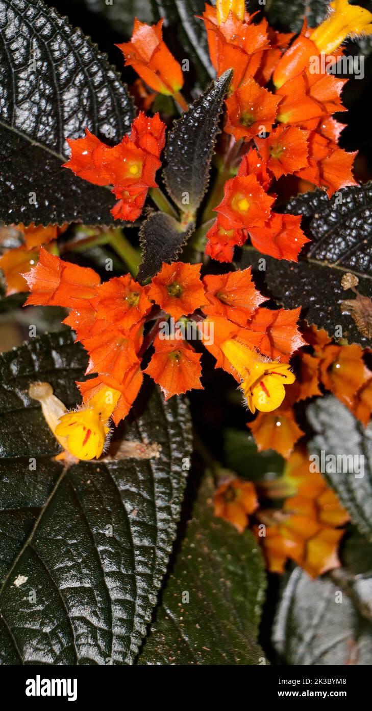 A vertical shot of Chrysothemis Pulchella flowers in a garden Stock Photo