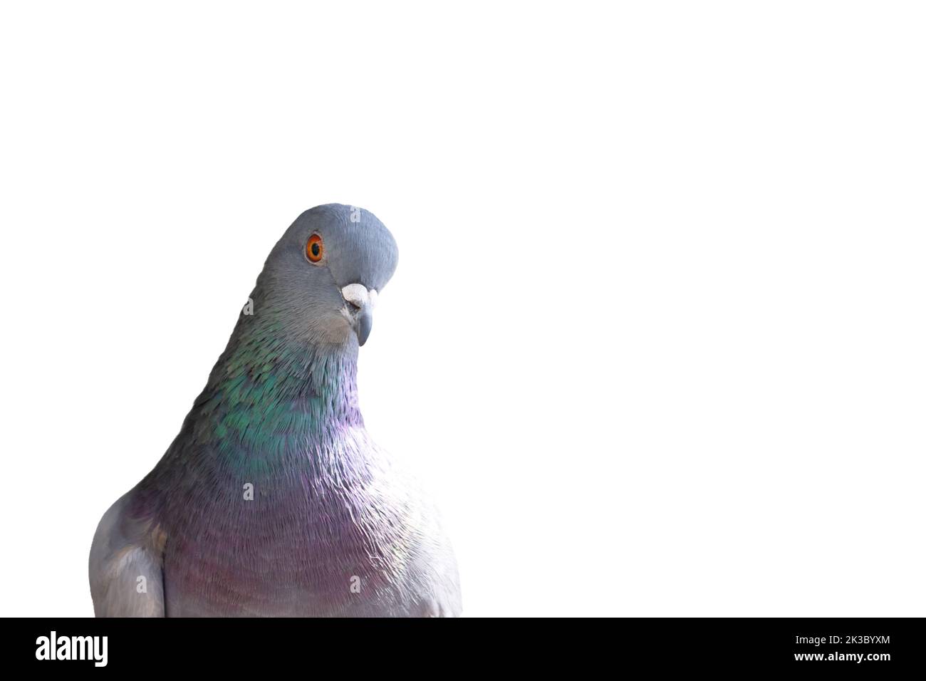 dove looking at the camera isolated on white Stock Photo