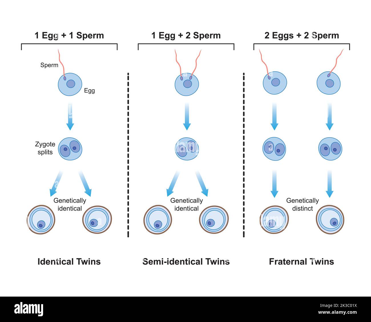 Scientific Designing of Differences Between Monozygotic And Dizygotic Twins Formation. Identical And Fraternal Twins. Colorful Symbols. Vector Illustr Stock Vector