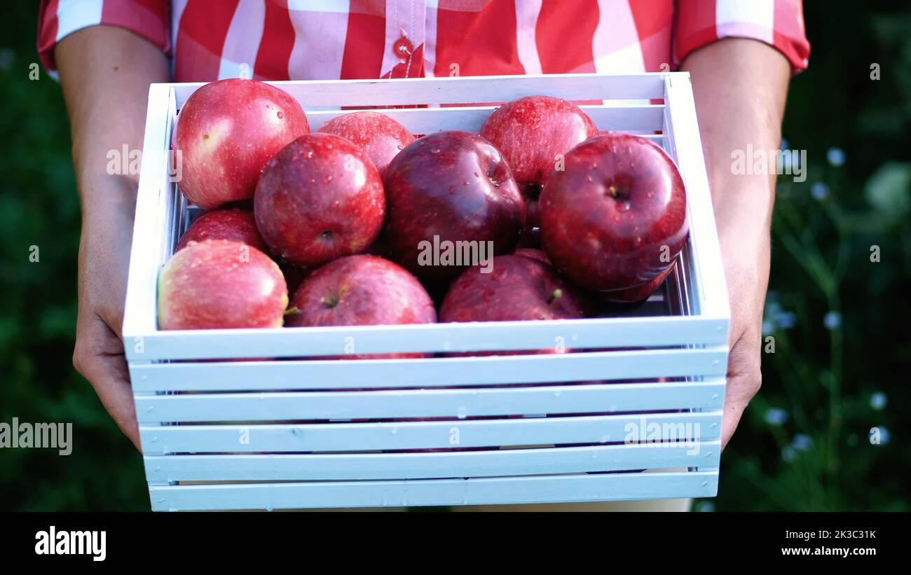 https://c8.alamy.com/comp/2K3C31K/woman-hands-holding-a-wooden-box-with-freshly-harvested-ripe-organic-apples-in-sunshine-light-on-farm-in-orchard-on-a-sunny-autumn-day-agriculture-and-gardening-concept-healthy-nutrition-high-quality-photo-2K3C31K.jpg