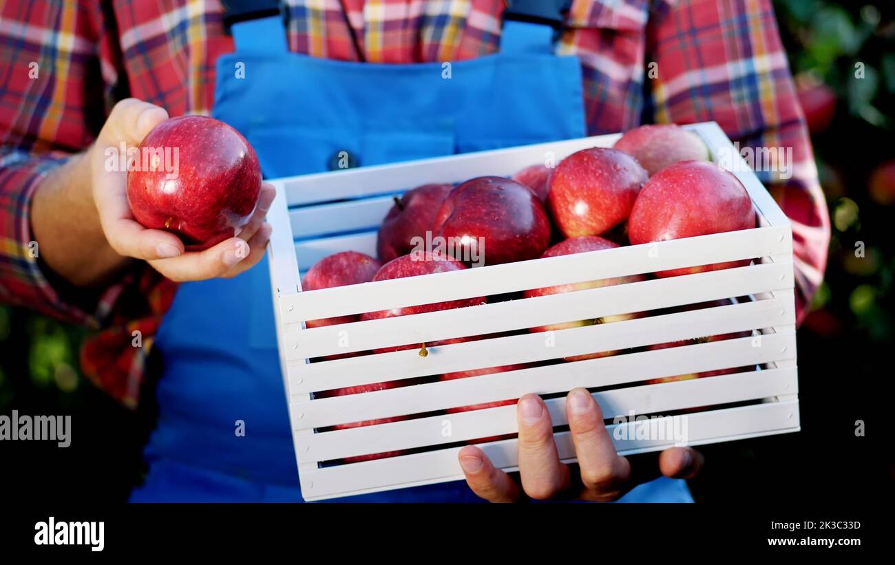 https://c8.alamy.com/comp/2K3C33D/male-hands-holding-a-wooden-box-with-freshly-harvested-ripe-organic-apples-in-sunshine-light-on-farm-in-orchard-on-a-sunny-autumn-day-agriculture-and-gardening-concept-healthy-nutrition-high-quality-photo-2K3C33D.jpg