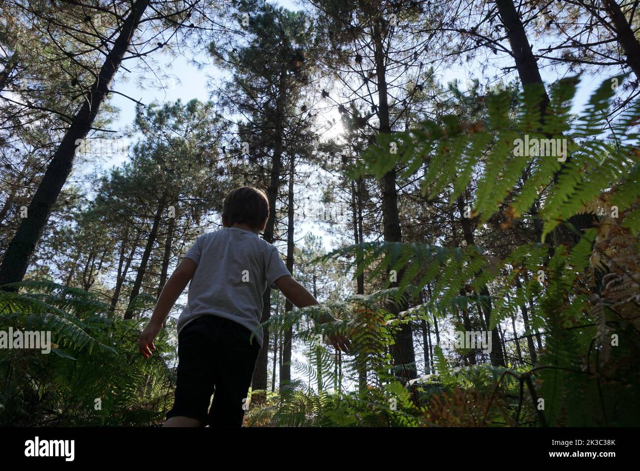 boy exploring nature in the forest Stock Photo - Alamy