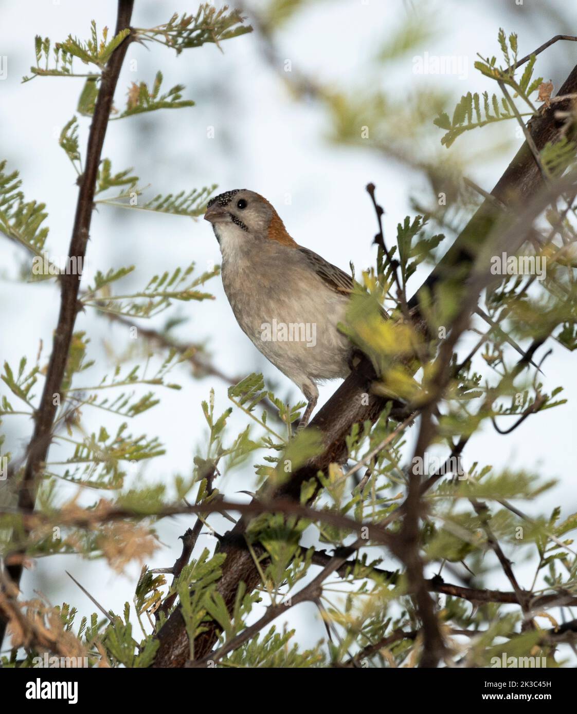 A small, sparrow-like member of the weaver family, the Speckle-fronted weaver prefers semi-arid wooded savanna. The sexes are alike. Stock Photo