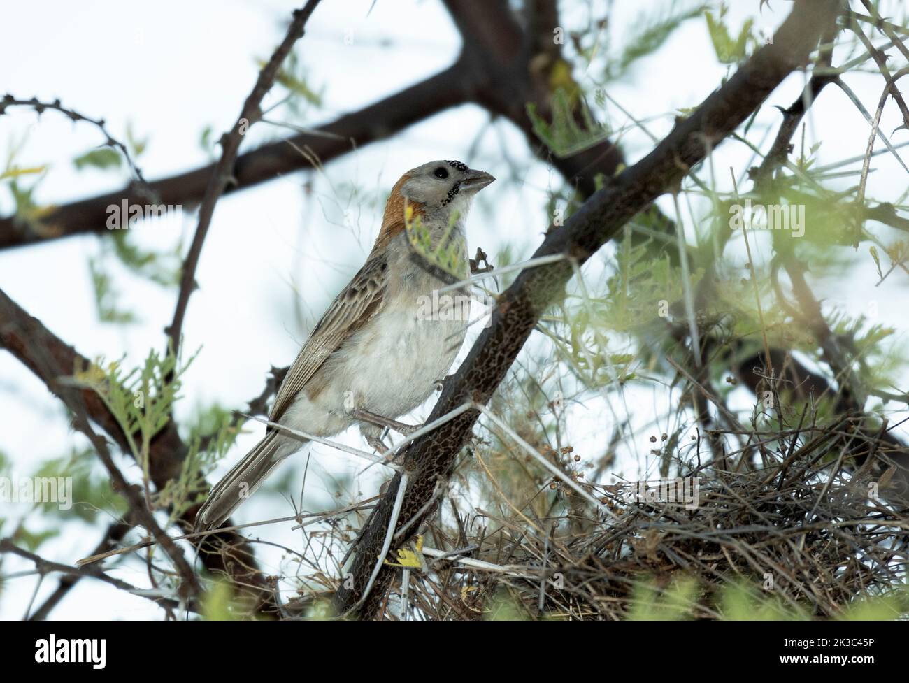 A small sparrow-like member of the weaver family, the Speckle-fronted weaver prefers semi-arid wooded savanna. The sexes are alike. Stock Photo