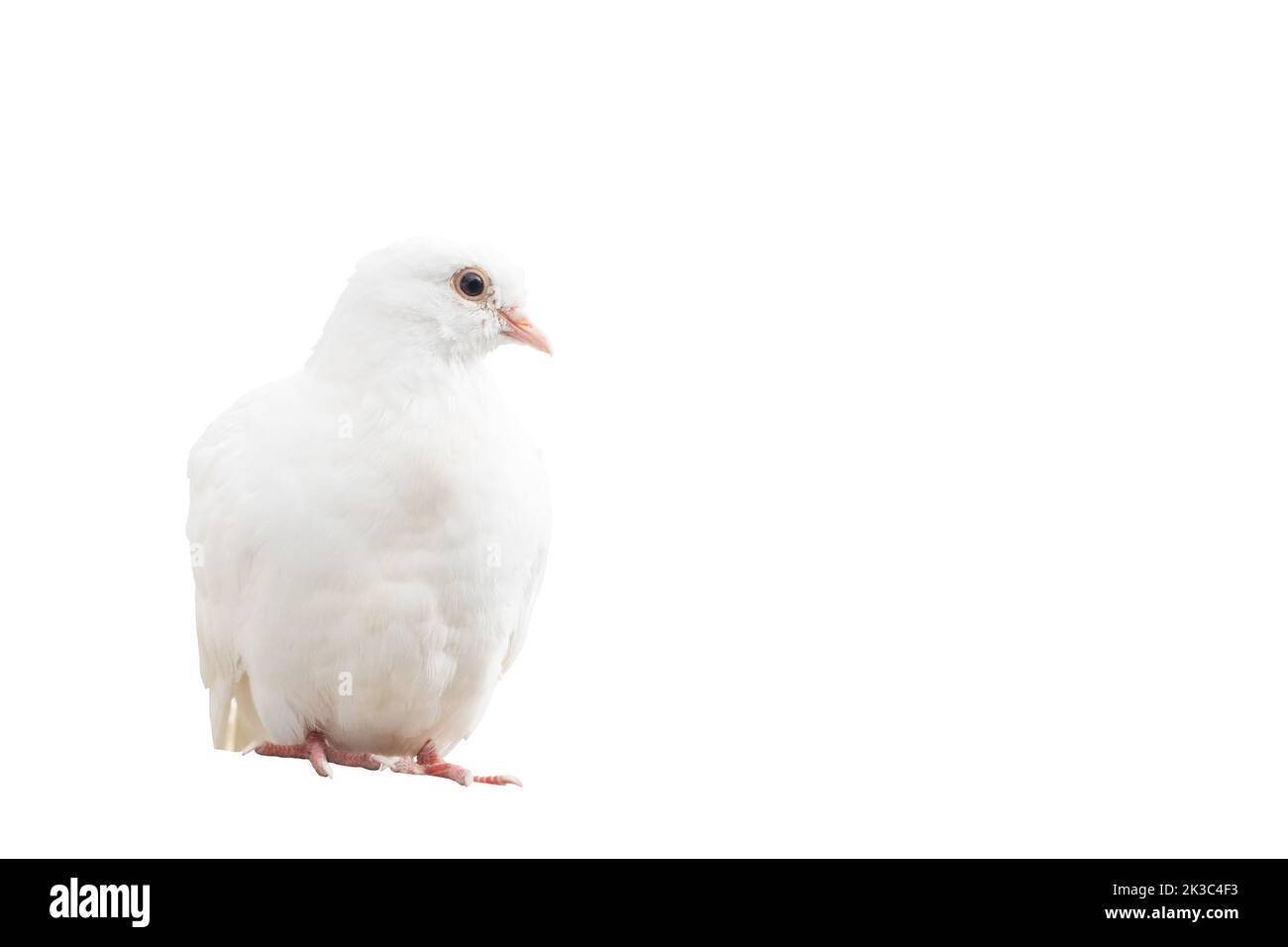 white dove sitting, isolated on white background Stock Photo