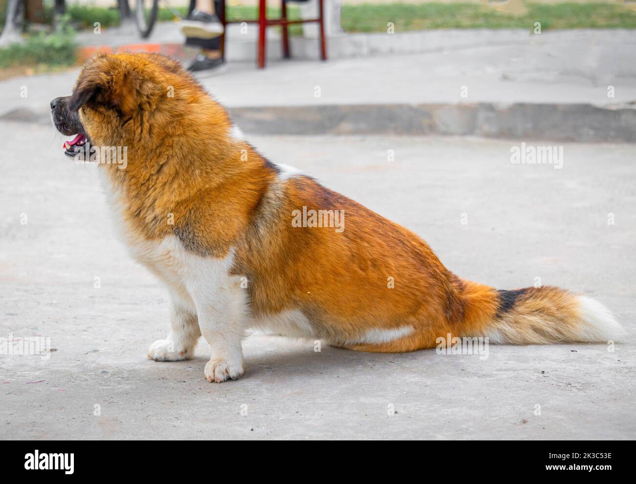 A yellow and white dog on the concrete floor Stock Photo Alamy