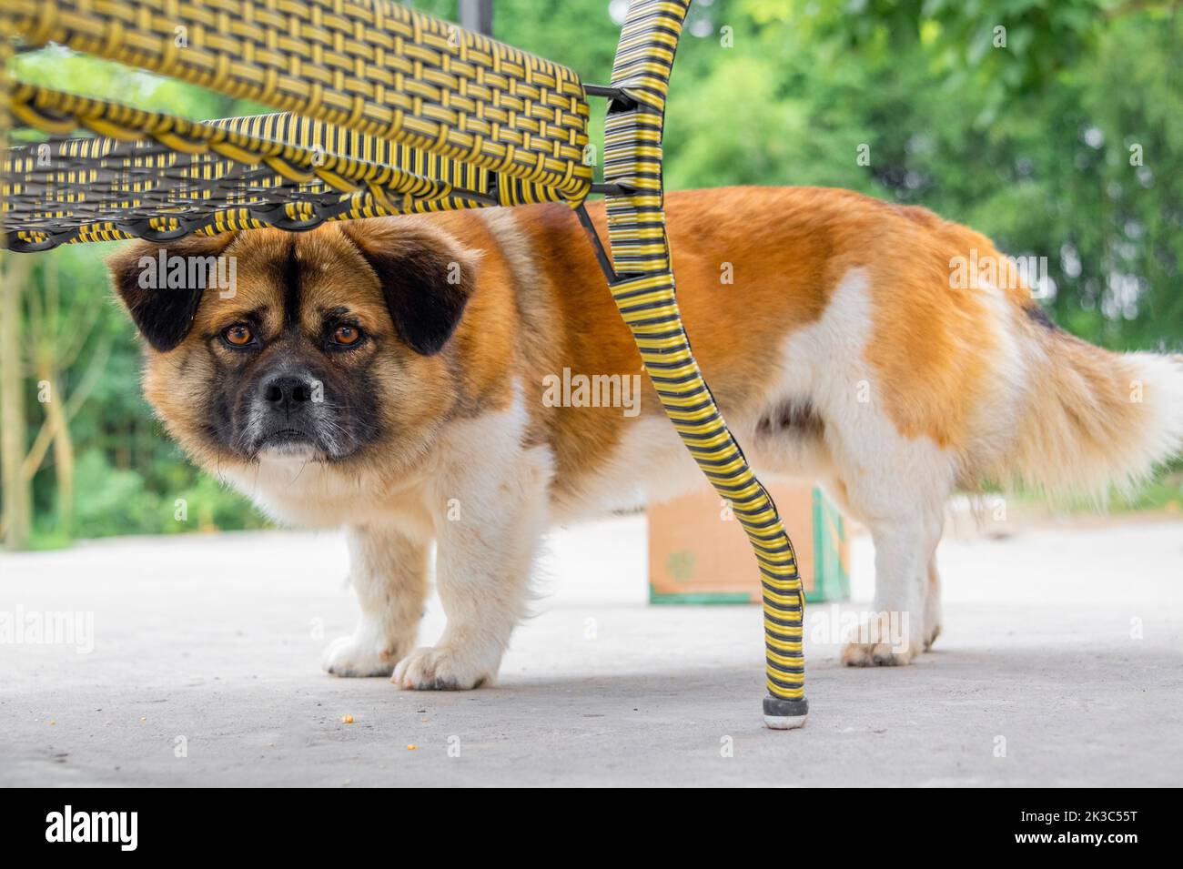 A yellow and white dog on the concrete floor Stock Photo Alamy