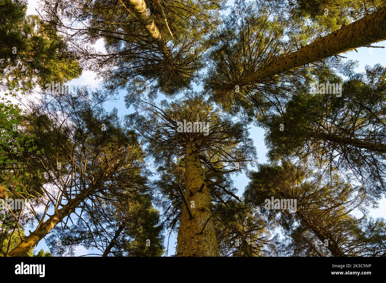 Trees from below. Wide angle view of forest. Carbon net zero or carbon neutrality concept photo. Stock Photo