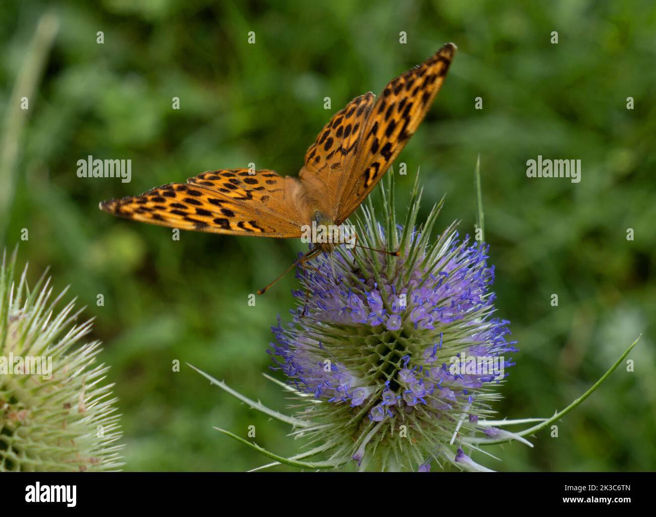 Butterfly Dark green fritillary on a lilac flower Stock Photo