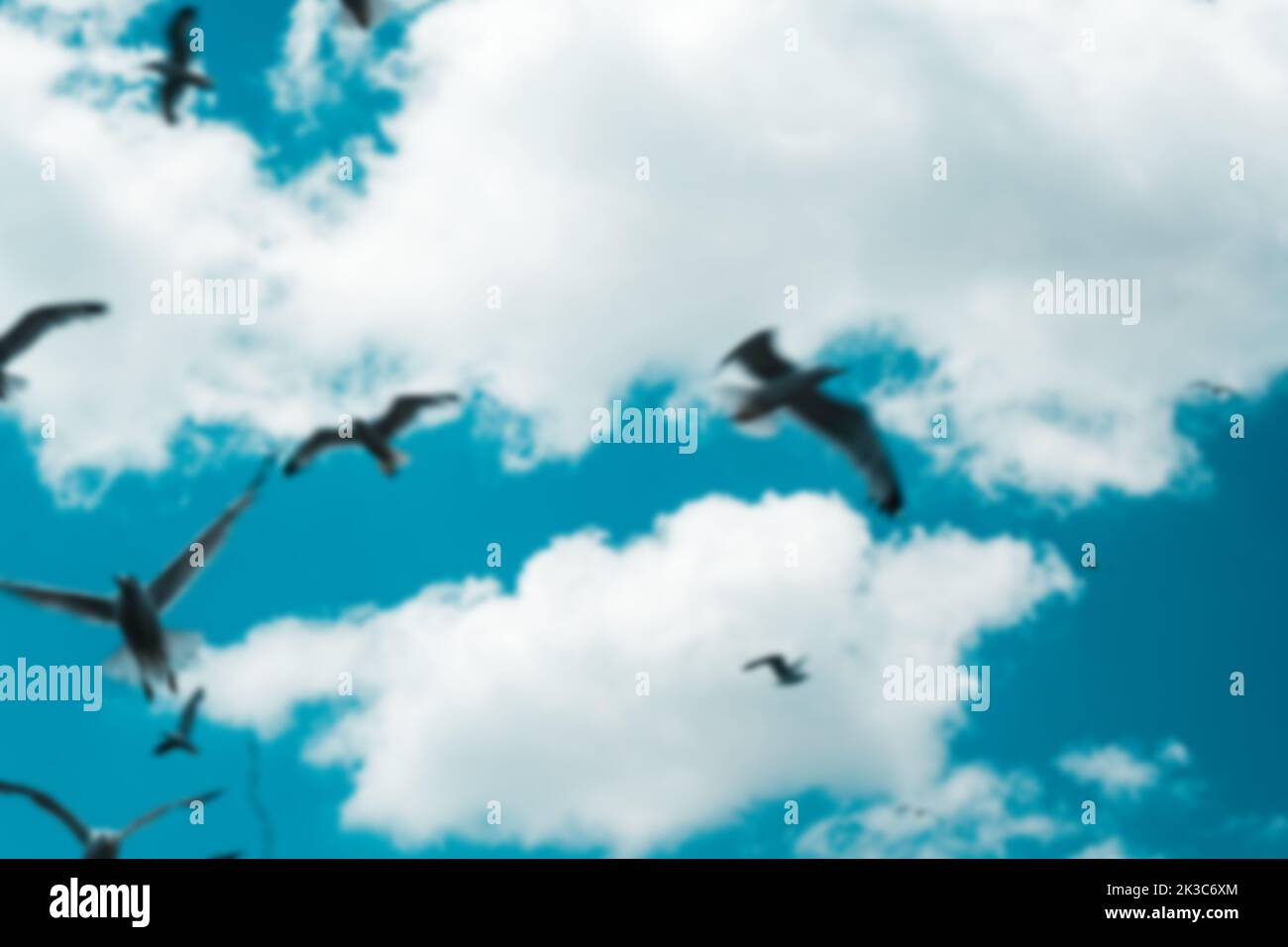 Blue and cloudy sky with seagulls blurred background, beautiful blue landscape with birds flying around, many seagulls air, clear and bright blur sky Stock Photo