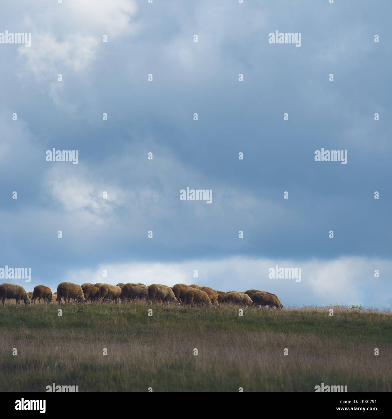 Flock of sheep is grazing on pasture field on a free range dairy farm land in Zlatibor region, Serbia. Selective focus. Stock Photo