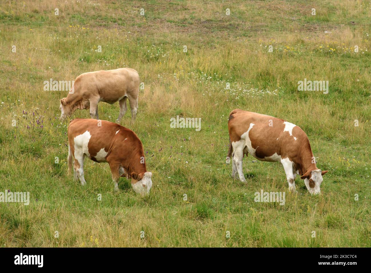 Three cows grazing on dairy farm pasture land at Zlatibor hills just below the Tornik mountain top Stock Photo