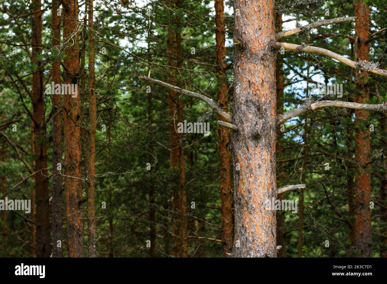 Pine wood tree trunk in Zlatibor forest, selective focus Stock Photo
