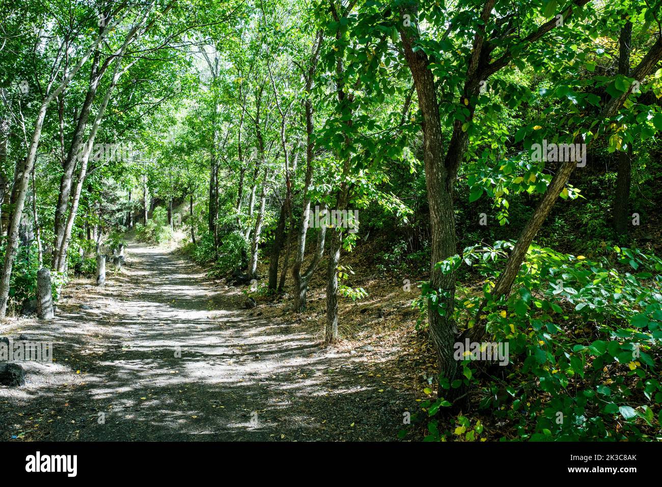 A beautiful promenade footpath in the peaceful natural forest. High quality photo Stock Photo