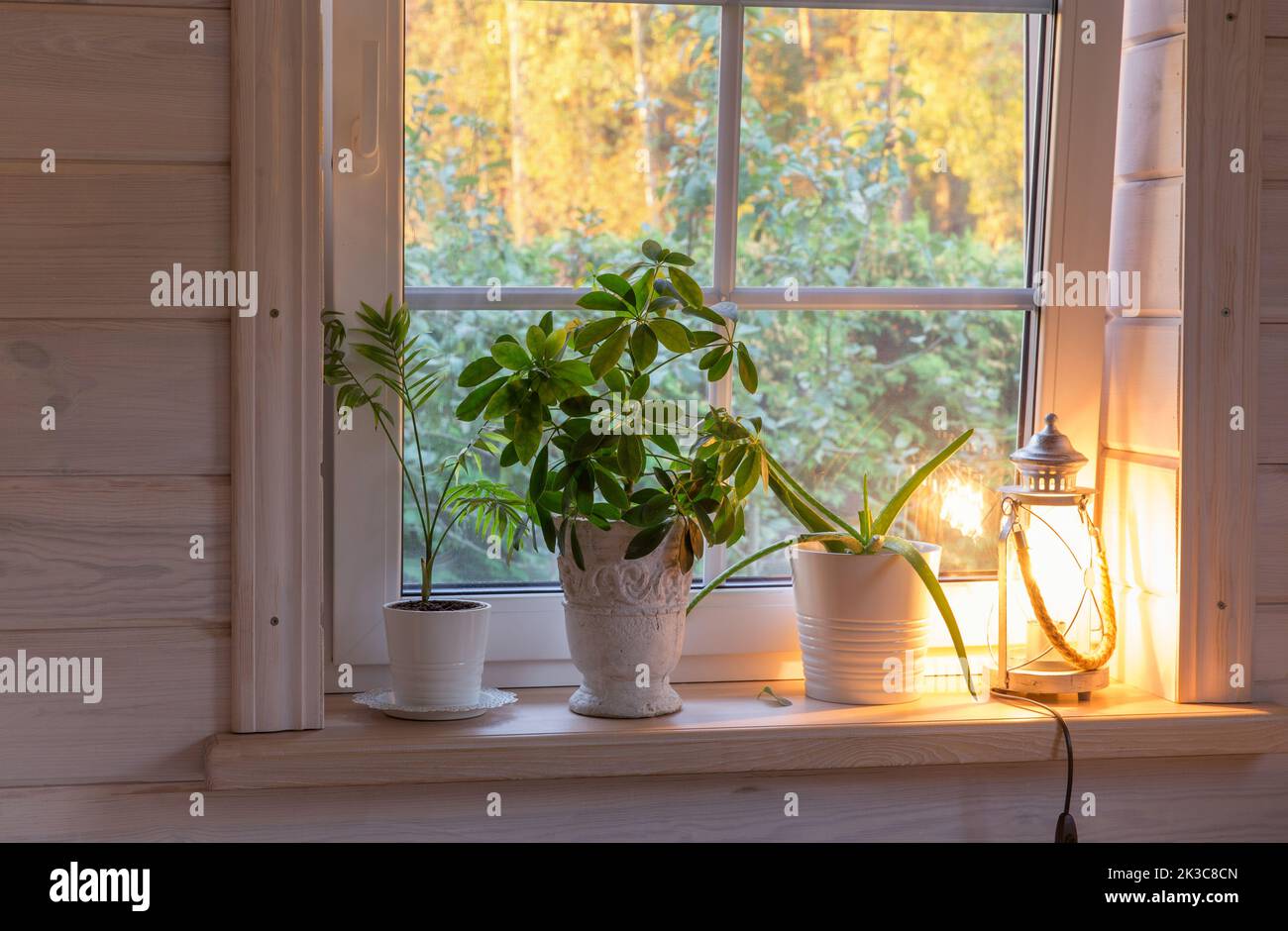 Indoor plants on wooden windowsill. Golden autumn landscape in white window. Home and garden, fall concept Stock Photo