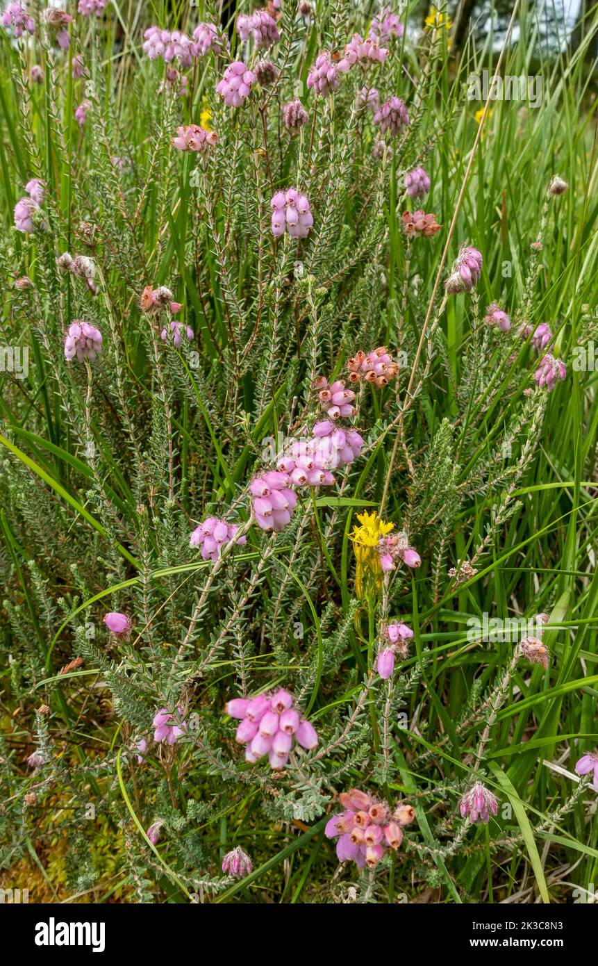 Close up of Ericaceae Erica tetralix pink flowers wildflowers growing in boggy bog wetland marsh area in summer Cumbria England Stock Photo