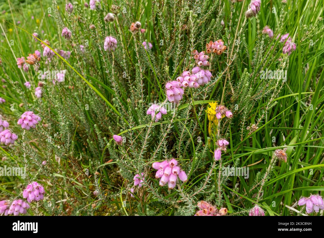 Close up of Ericaceae Erica tetralix pink flowers wildflowers growing in boggy bog wetland marsh area in summer Cumbria England Stock Photo