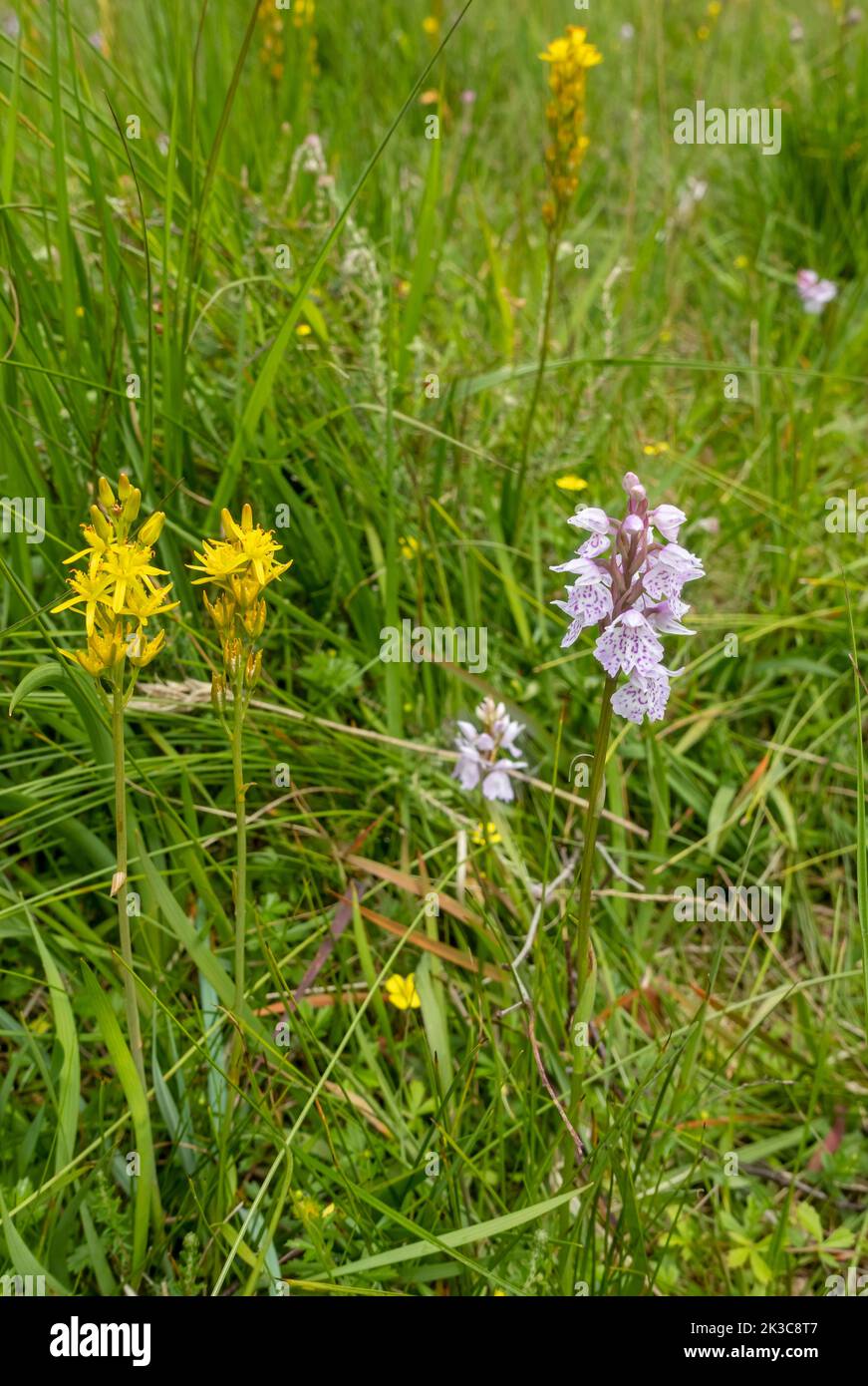 Close up of common spotted orchid orchidaceae and bog asphodel wildflowers growing in bog boggy marsh wetland in summer UK Stock Photo