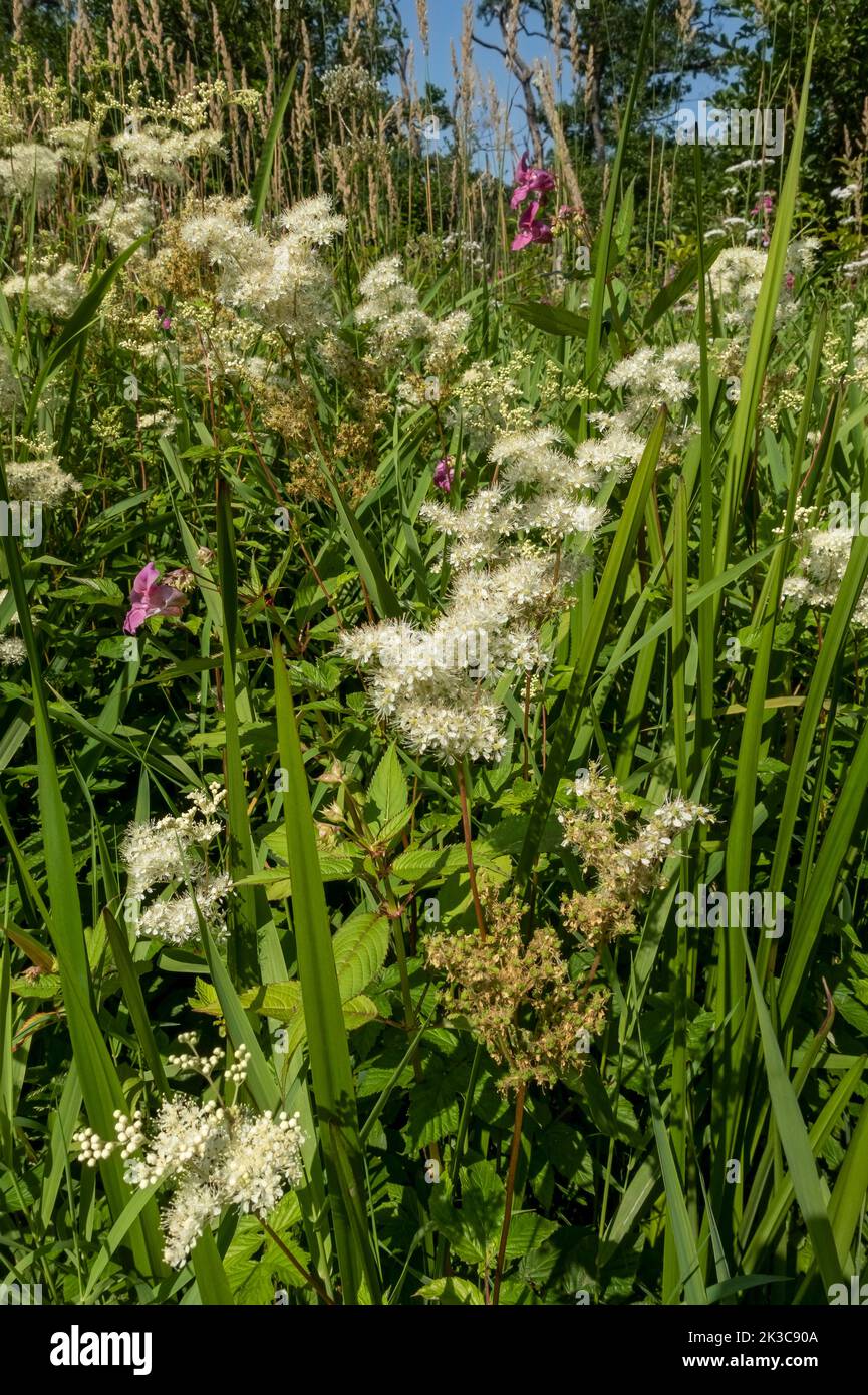 Close up of white meadowsweet Filipendula ulmaria wild flowers wetland in boggy marshland marsh summer near Keswick Lake District Cumbria England Stock Photo