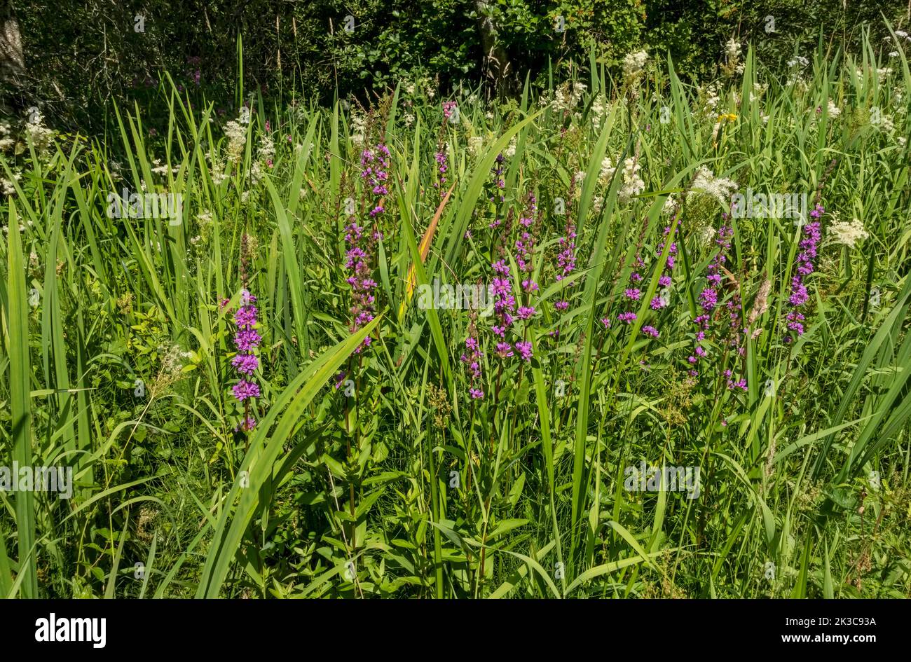 Close up of white meadowsweet Filipendula ulmaria and purple loosestrife Lythrum salicaria wild flowers growing in boggy bog marsh summer near Keswick Stock Photo