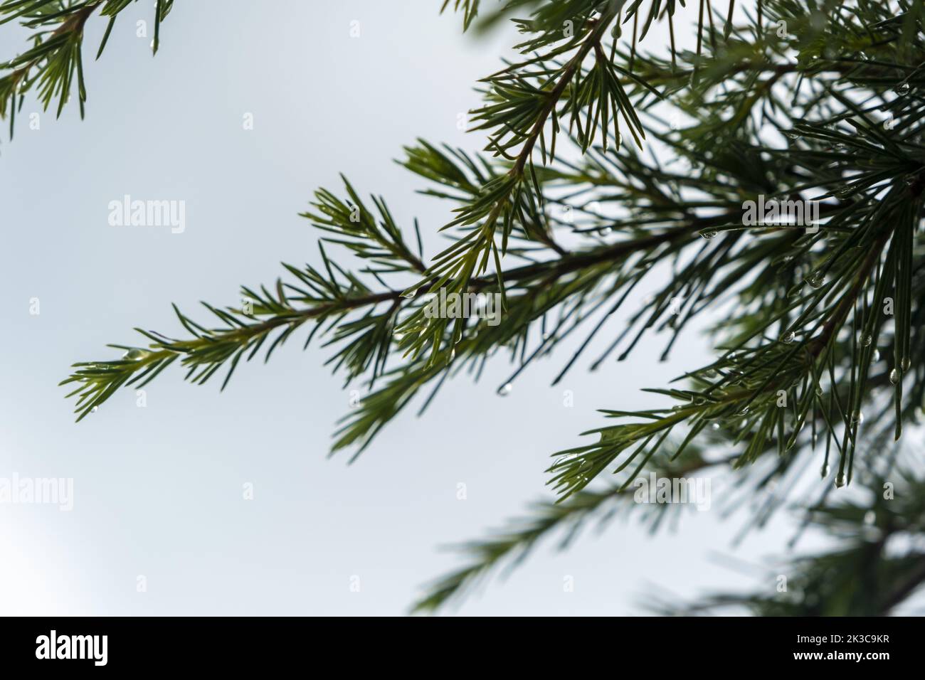 Raindrop on pine needle, rainy day nature, cloudy weather, copy space, cold color palette and tree idea, coniferous tree concept, upcoming Christmas Stock Photo
