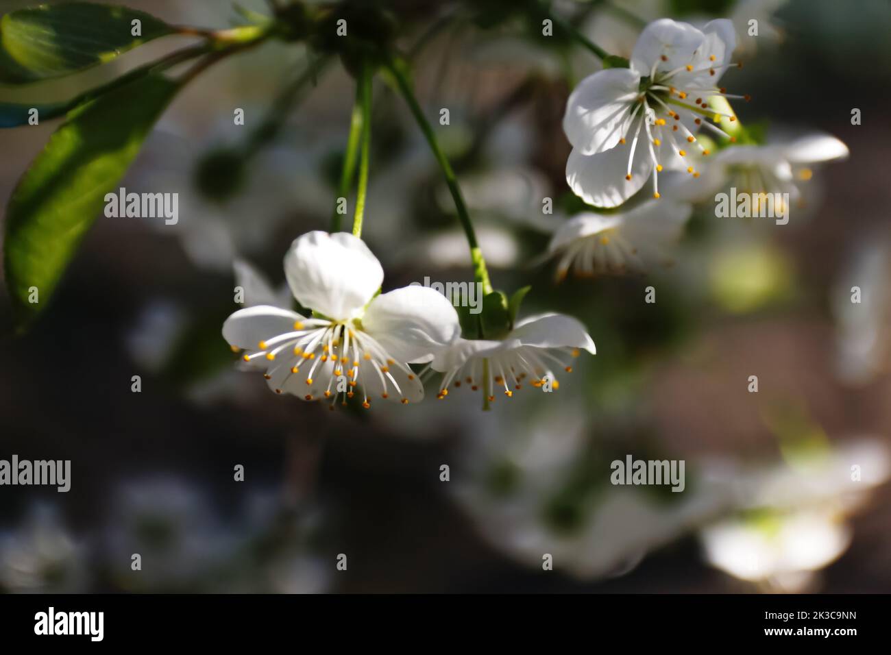 Defocus fresh spring branches of cherry tree with flowers, natural floral seasonal easter background. Beautiful blossoming tree. Springtime closeup. S Stock Photo