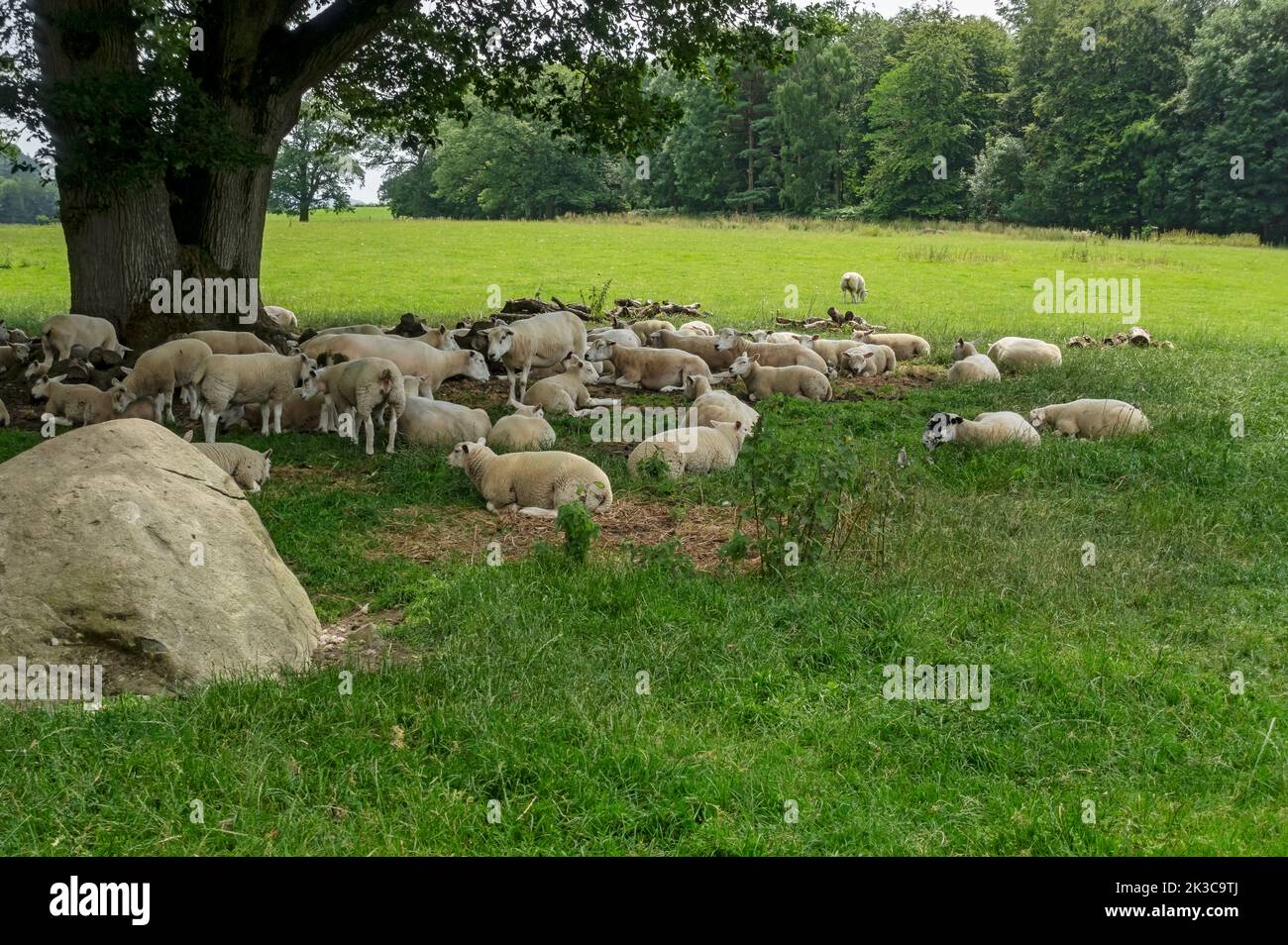 Flock of Texel sheep resting in shade of tree in hot weather on farmland in summer heat Lake District National Park Cumbria England UK Great Britain Stock Photo