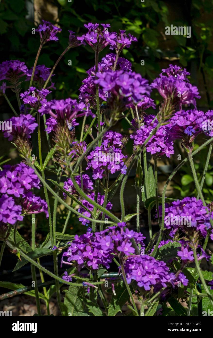 Verbena rigida venosa in garden hires stock photography and images Alamy