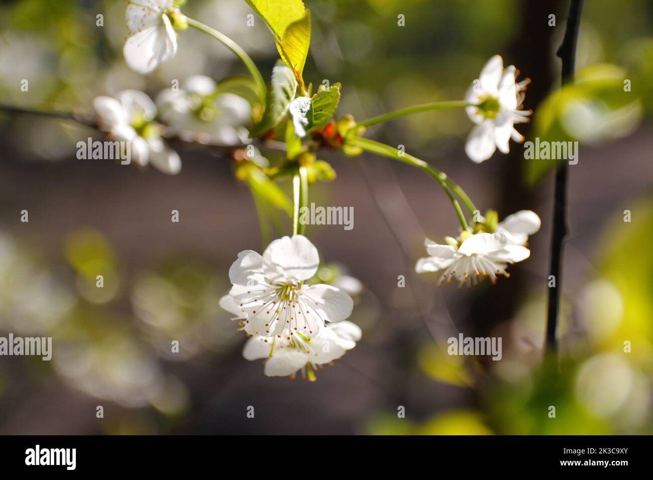 Defocus fresh spring branches of cherry tree with flowers, natural floral seasonal easter background. Beautiful blossoming tree. Bokeh. Greenery sprin Stock Photo