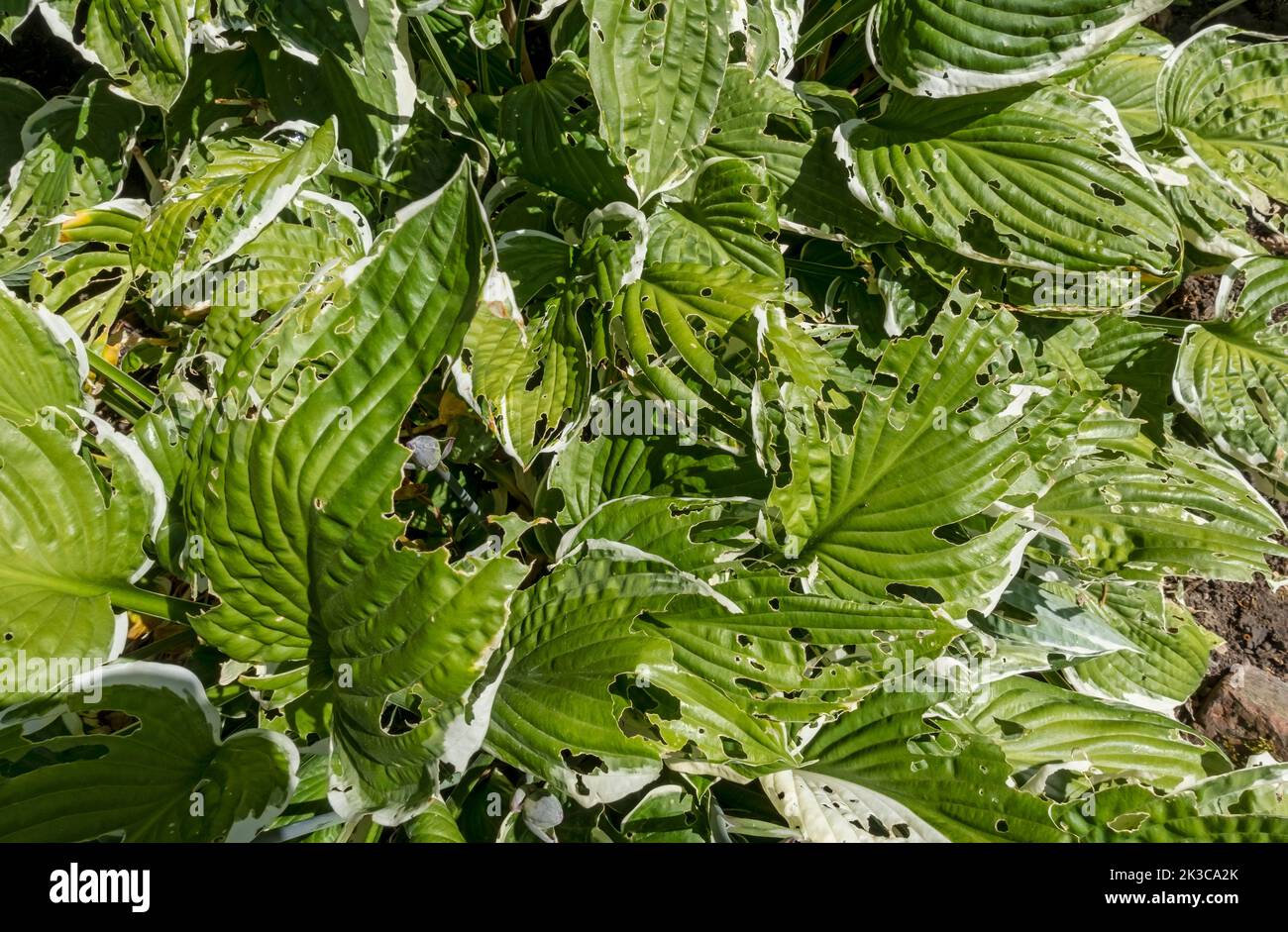 Close up of hosta hostas growing in border with leaves eaten damaged by slugs and snails in summer England UK United Kingdom GB Great Britain Stock Photo