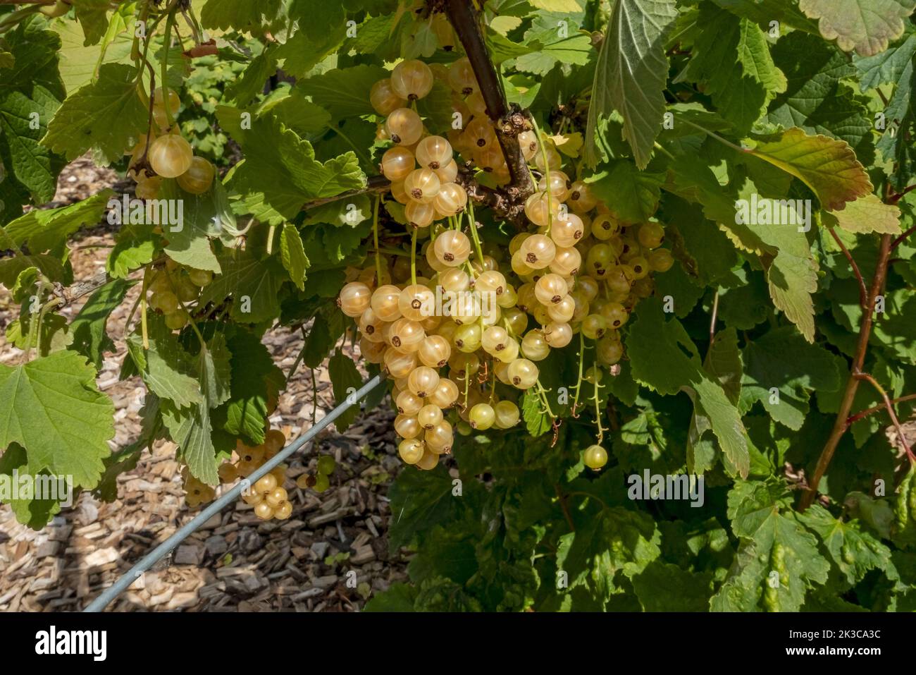 Versailles fruit garden uk hires stock photography and images Alamy
