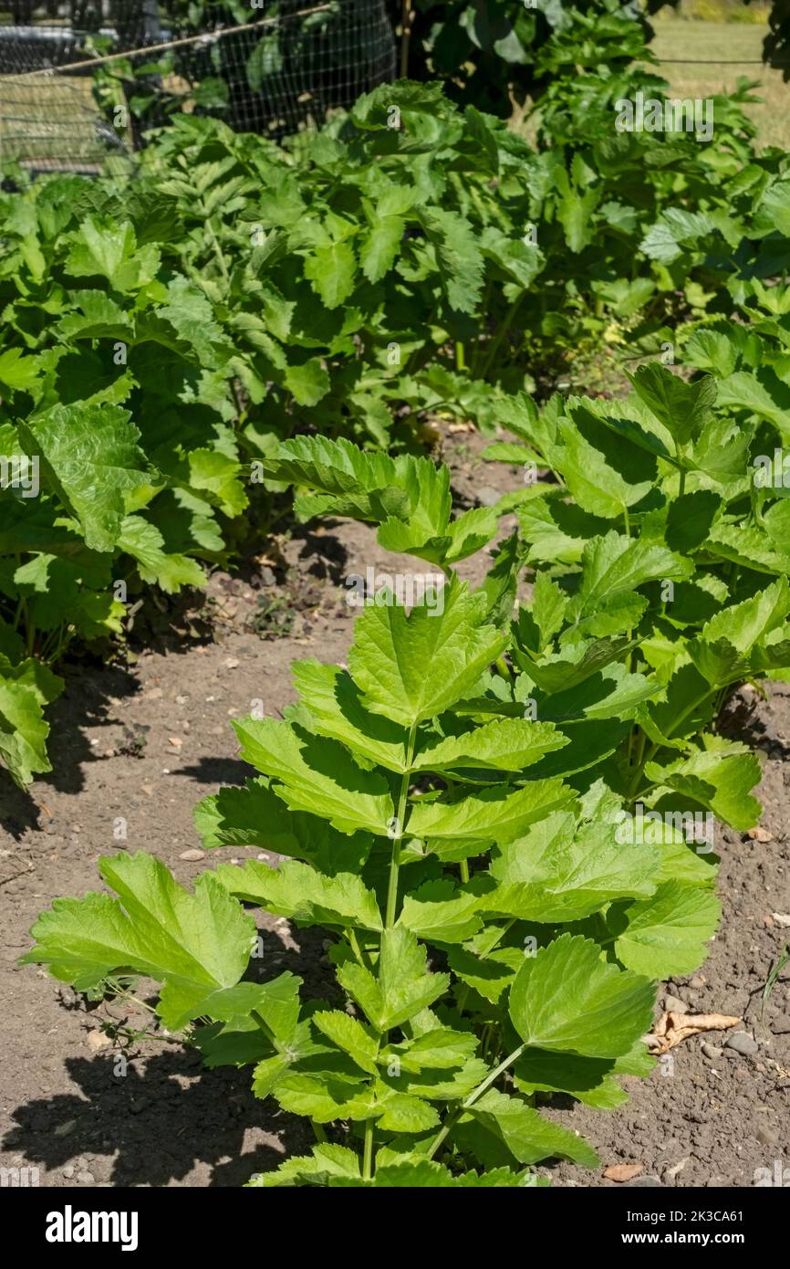 Close up of rows of apiaceae parsnip parsnips plants growing in vegetable garden in summer England UK United Kingdom GB Great Britain Stock Photo