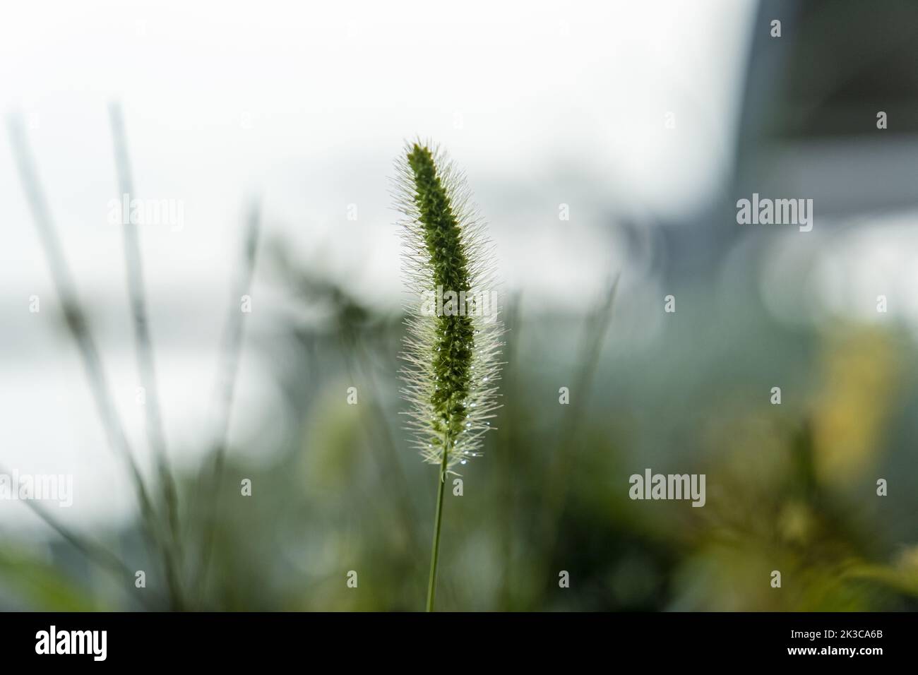 Selective focus green Setaria viridis, detailed foxtail plant, bright blurred nature background Stock Photo