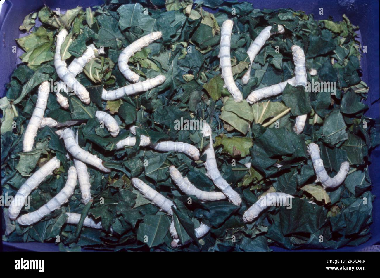Sericulture is the process of cultivating silkworms and extracting silk