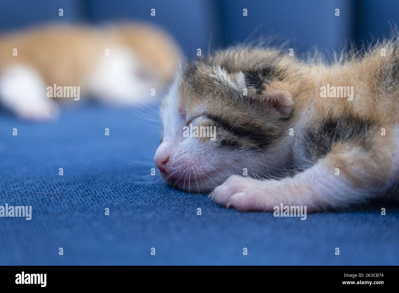 Selective focus sleeping newborn cat, cute small kitten concept, calico tabby cats, adorable pet idea, Stock Photo