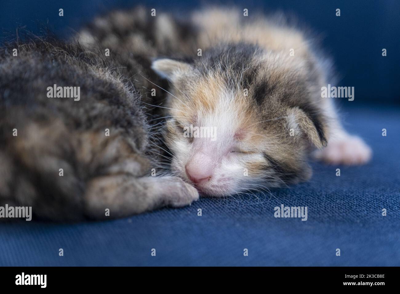 Newborn calico tabby cats sleeping together, adorable newborn baby cat, kitten concept, half-open eye small cat, detailed sitting view Stock Photo