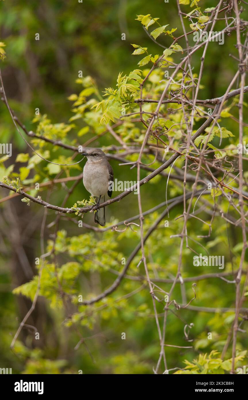 Mocking Bird Tree Northern Mockingbird perched in a tree at Eastern Neck National ...