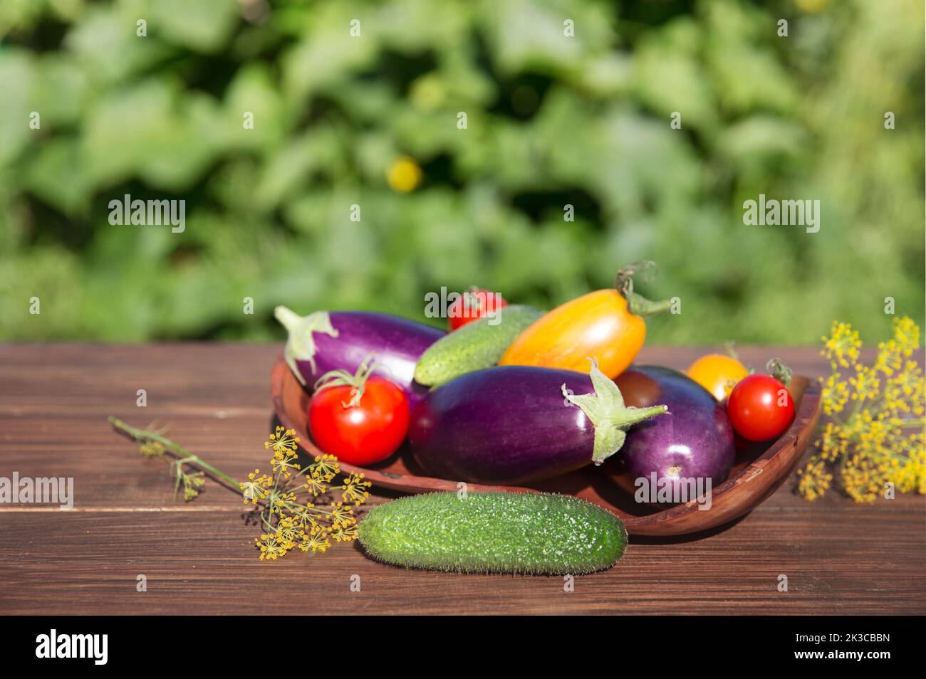 Fresh vegetables from the garden, eggplant, tomatoes, cucumbers, dill on a wooden table with blurred green background Stock Photo