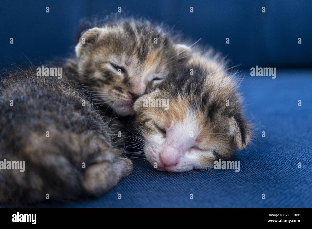 Two newborn calico tabby cats hugging each other and sleeping, adorable newborn baby cat, kitten concept, half-open eye small cat Stock Photo