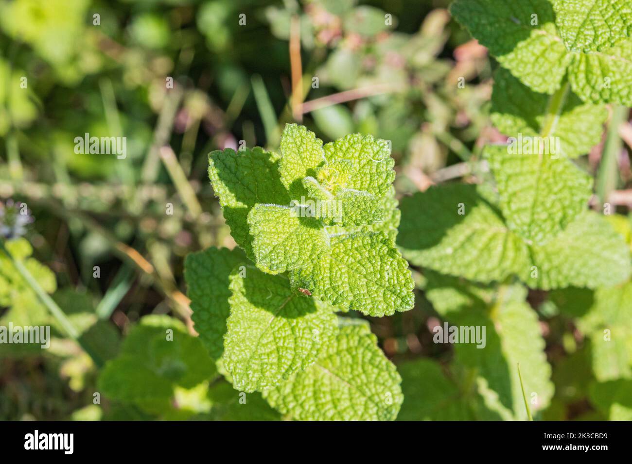 Mentha suaveolens, Wild Apple Mint Growing in the Spanish Countryside