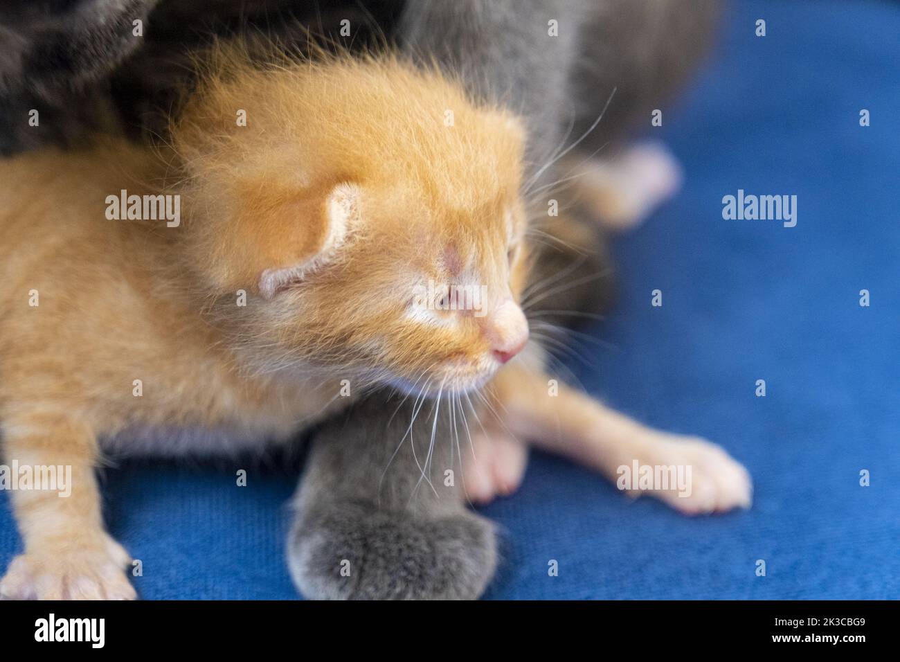 Newborn orange tabby cat with its mother's paw, kitten concept, half-open eyes newborn cat is laying down, cute small kitten concept, red baby cat Stock Photo