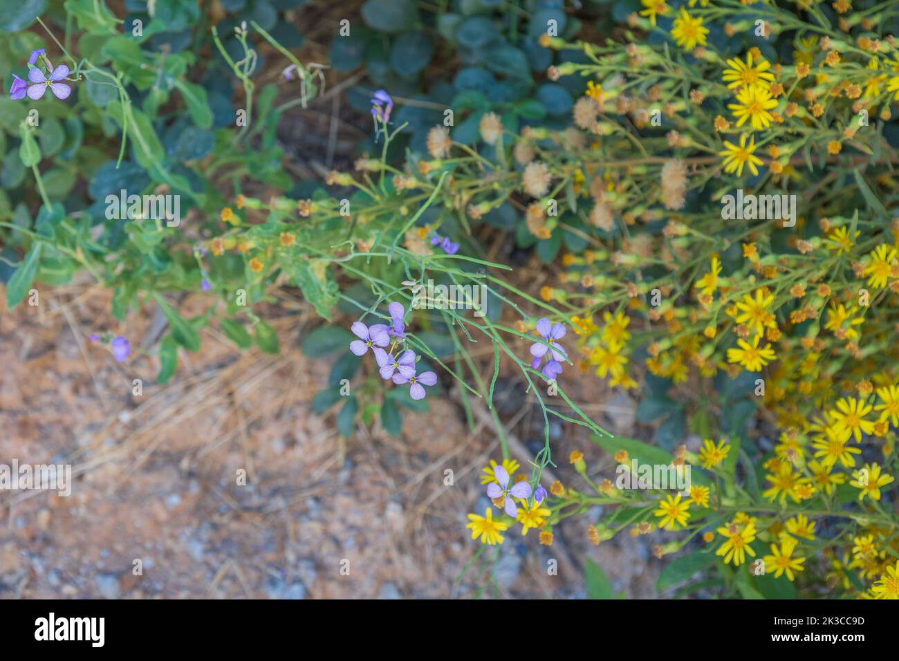 Moricandia arvensis, Purple Mistress Plant in Flower Growing Wild in the Spanish Countryside Stock Photo