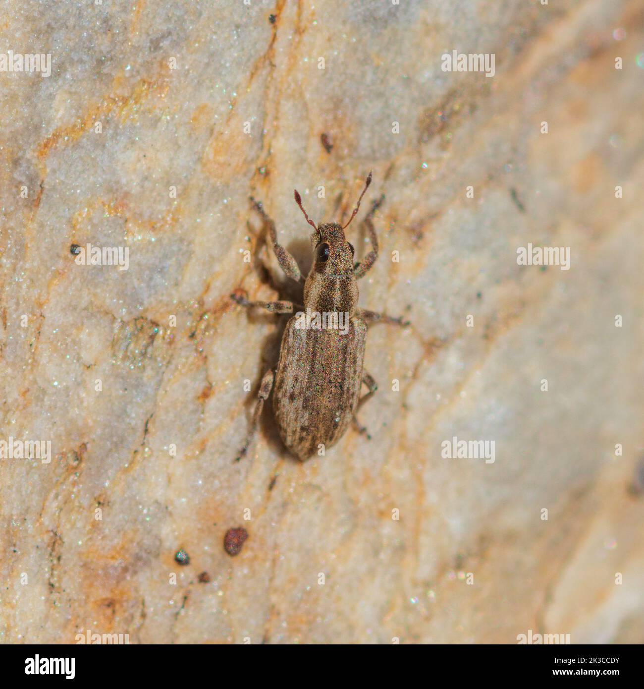 Sitona discoideus, Broad-nosed Weevil Stock Photo