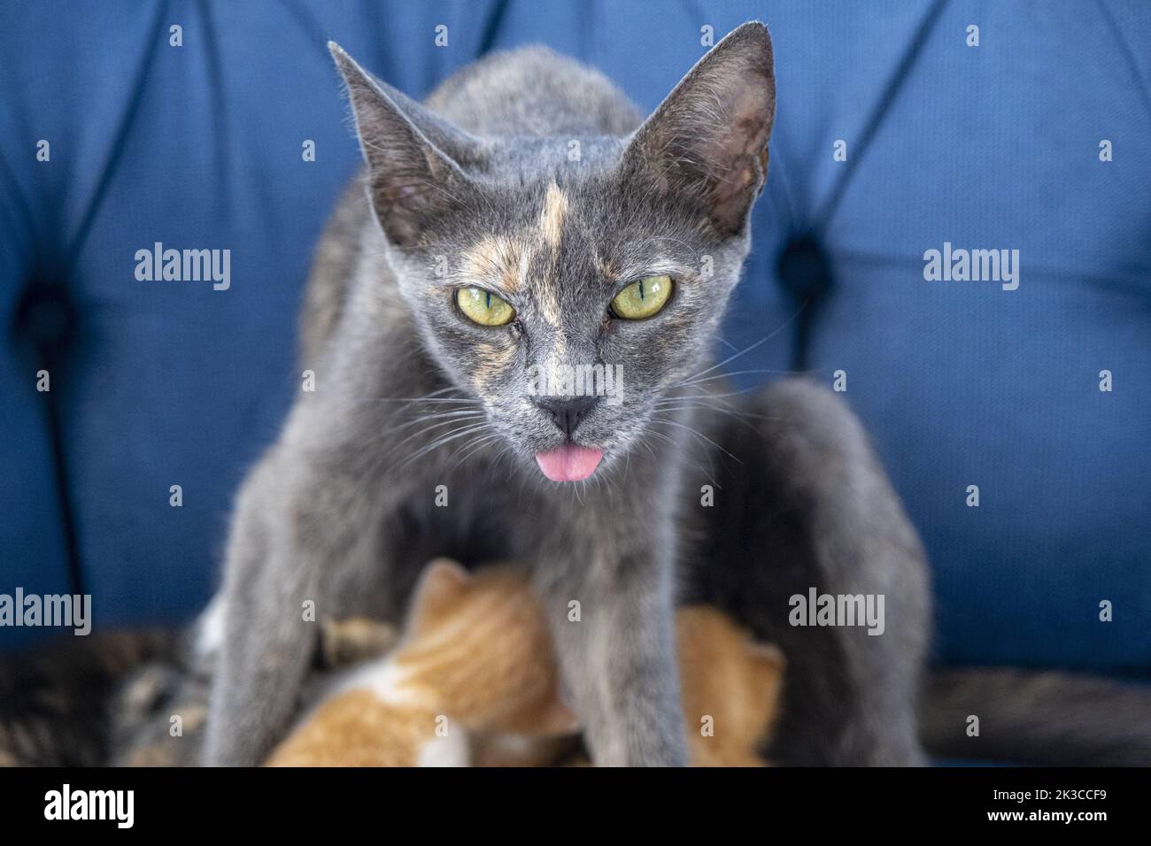 Mother cat tongue out looking and breasting her kittens, newborn cat concept, kitten idea, funny photo of cats, Stock Photo