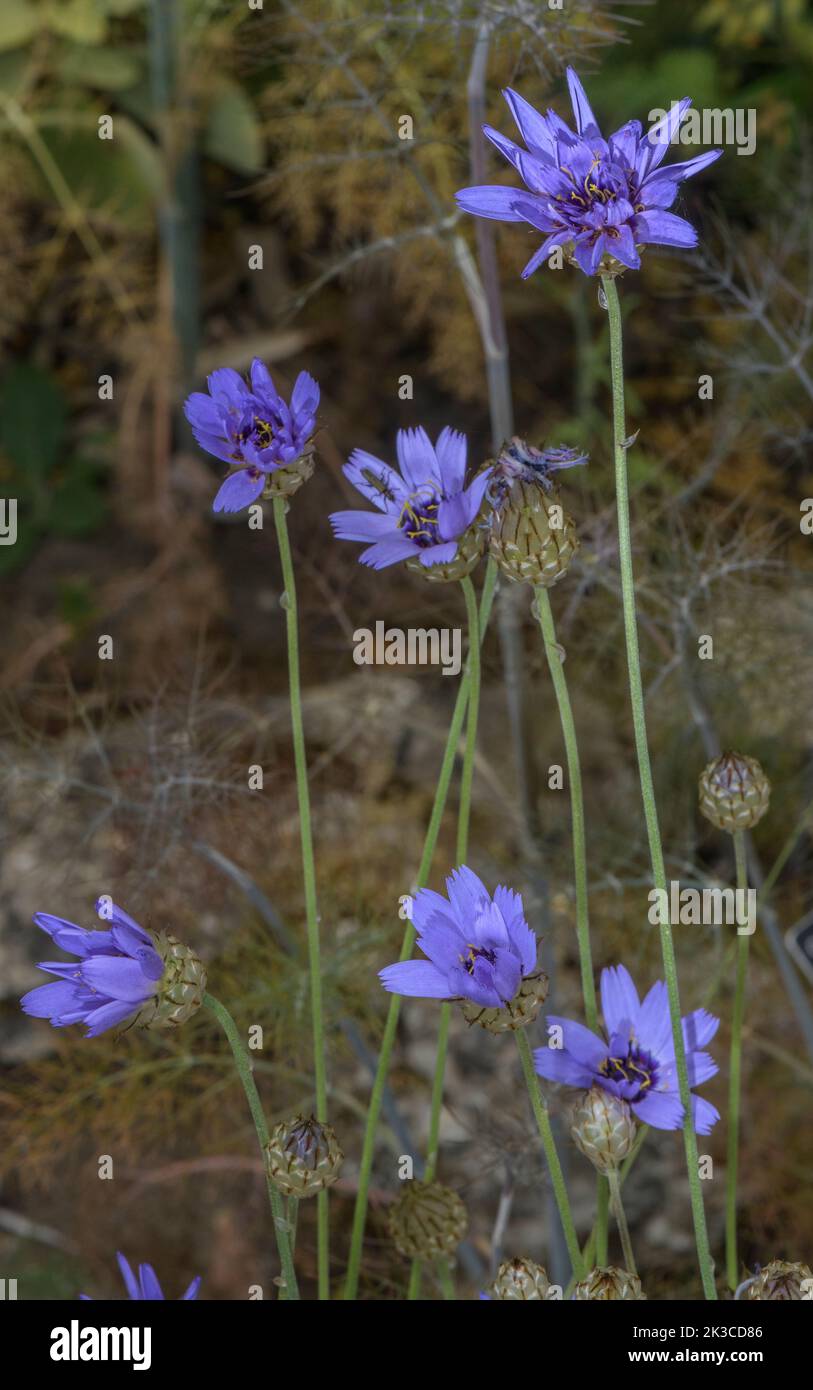 Blue Cupidone, Catananche caerulea, in flower; widely used in dried flower arrangements. Spain. Stock Photo