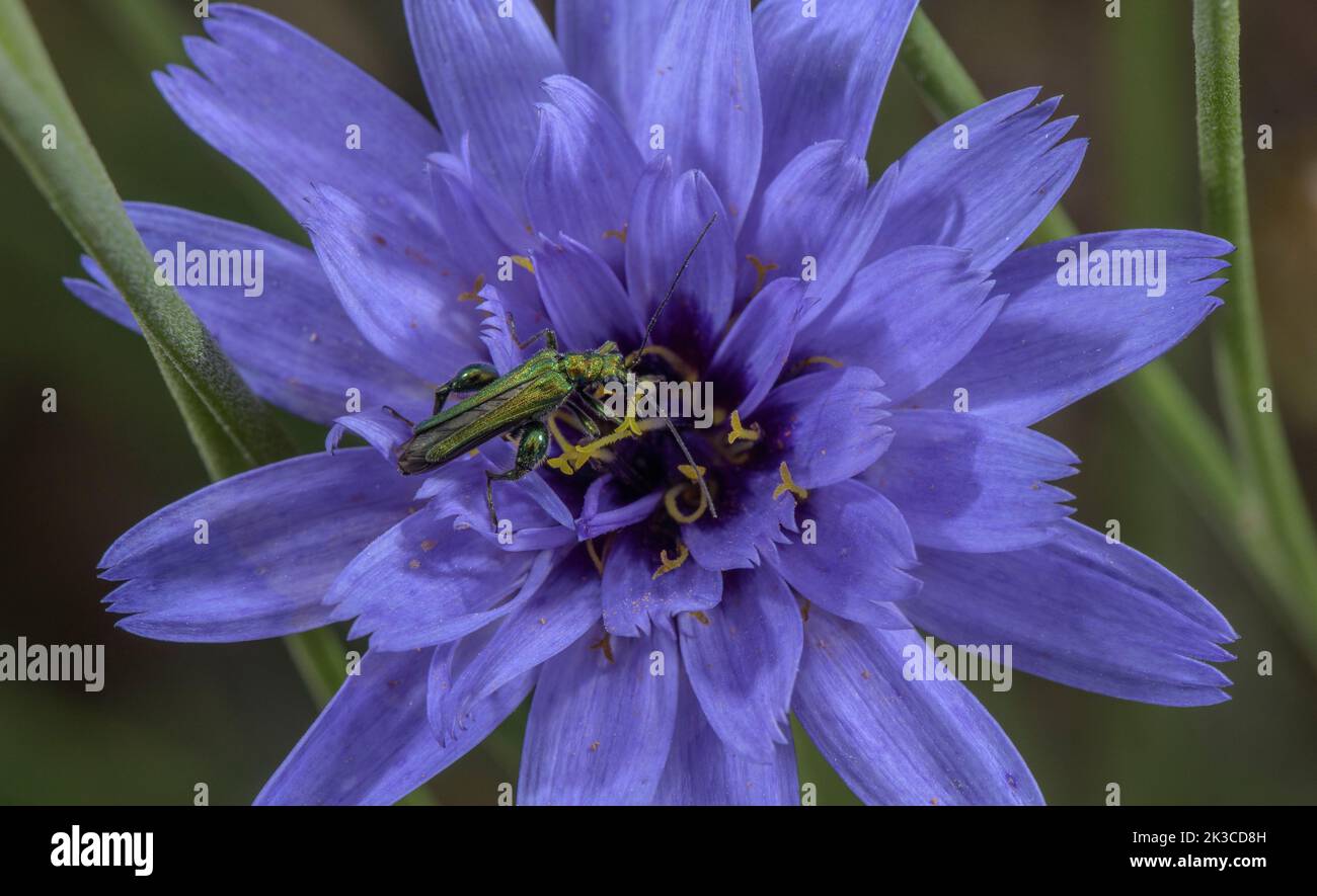 Thick-thighed beetle, Oedemera nobilis on Blue Cupidone, Catananche caerulea. Stock Photo
