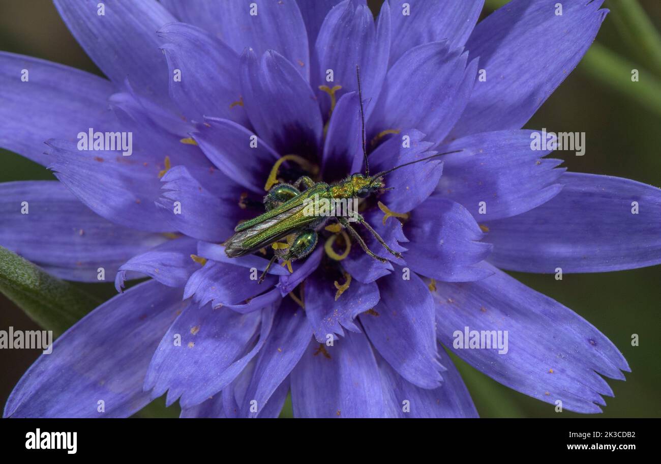 Thick-thighed beetle, Oedemera nobilis on Blue Cupidone, Catananche caerulea. Stock Photo