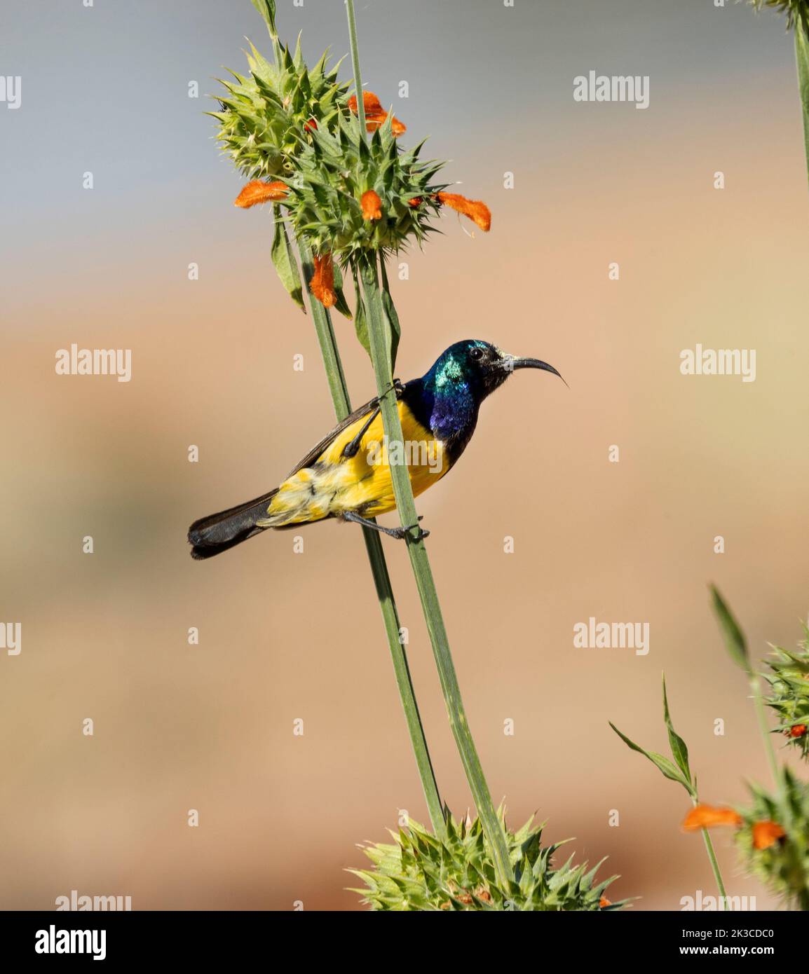 The flowers of the Wedgeleaved Leonotis attracts many types of