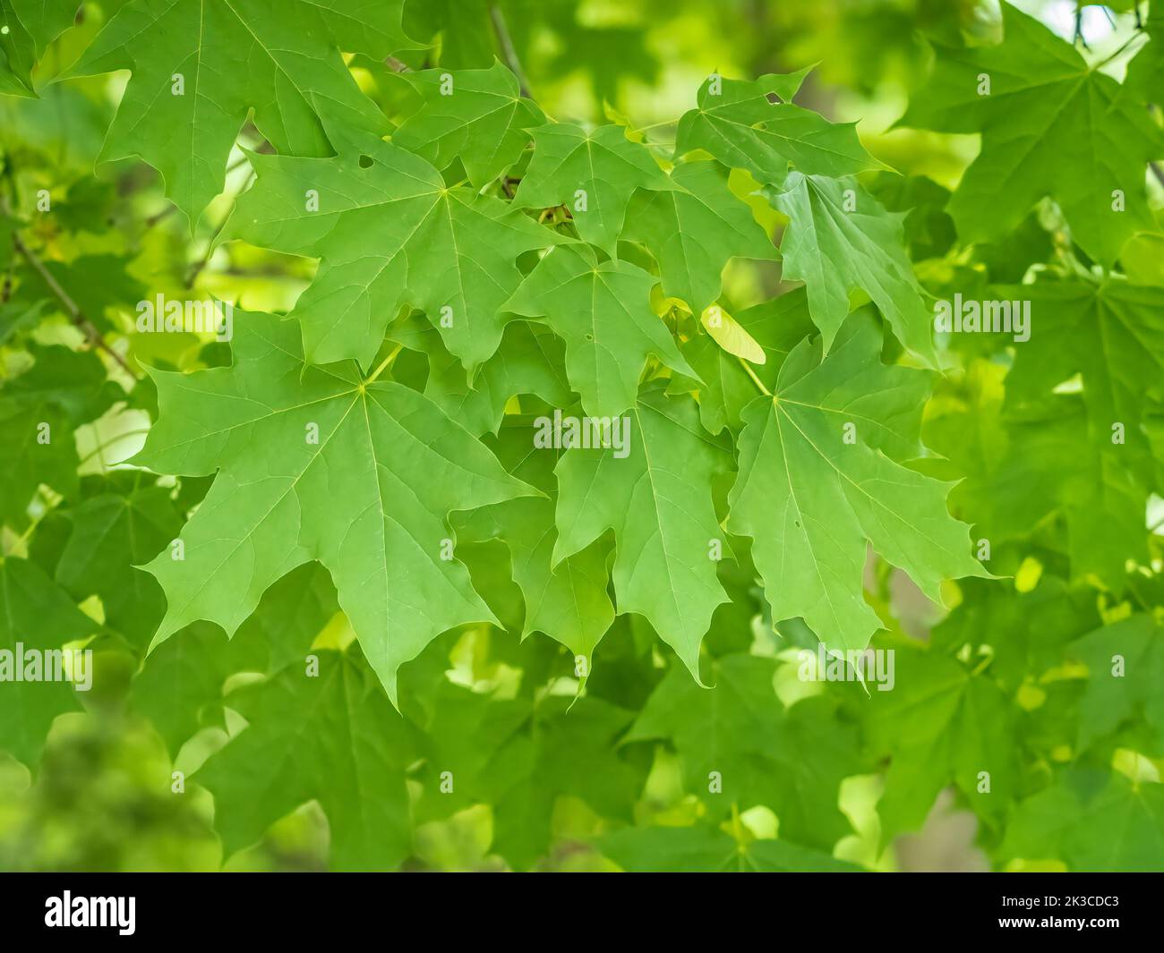 Spring branches of maple tree with fresh green leaves. Spring ...